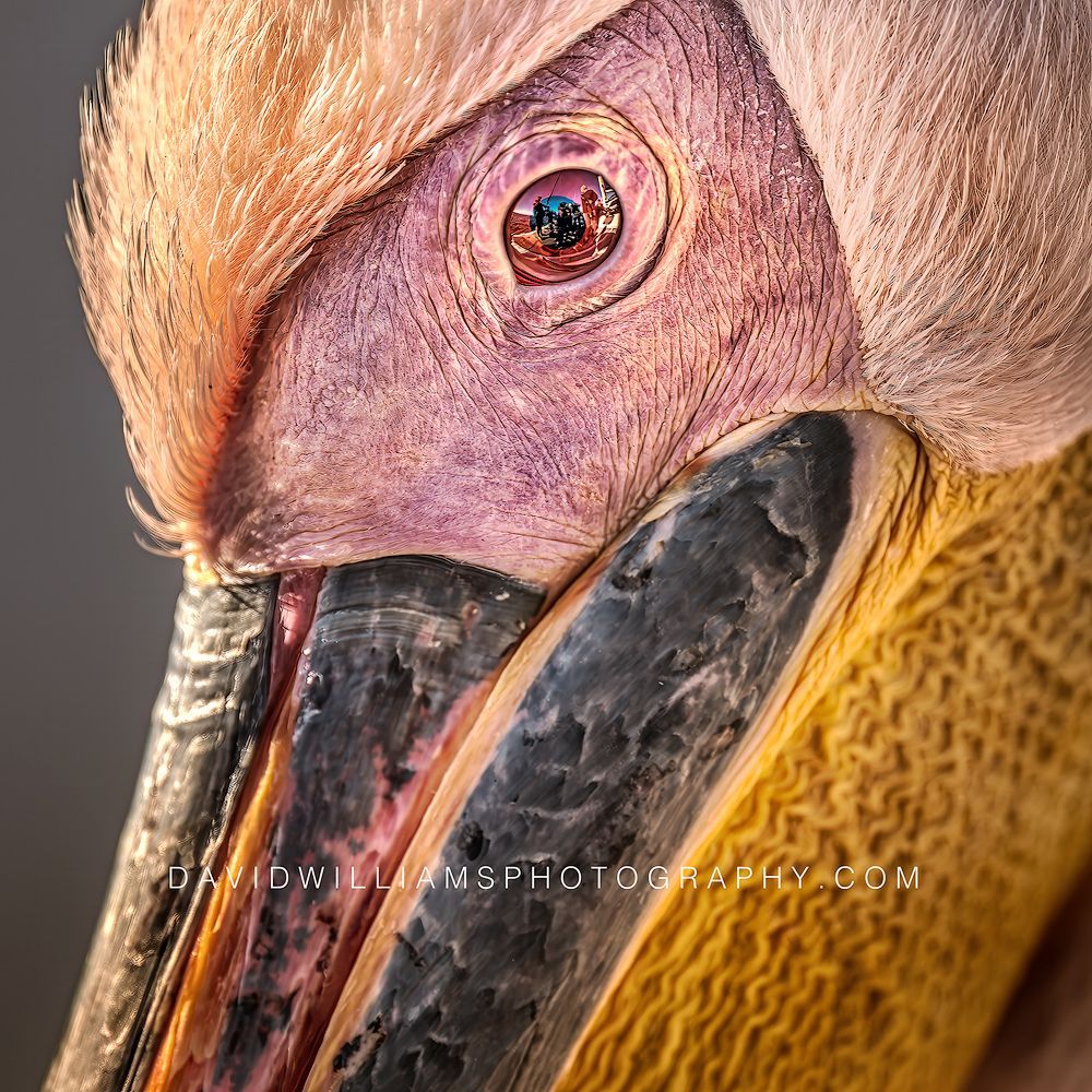 Great White Pelican S NZ90513 Great White Pelican S NZ90513