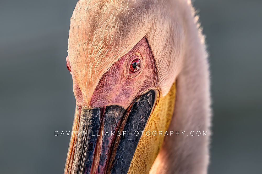 Great White Pelican S NZ90497