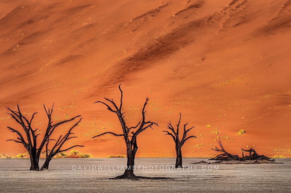 Deadvlei Trees Namibia 0Z83297