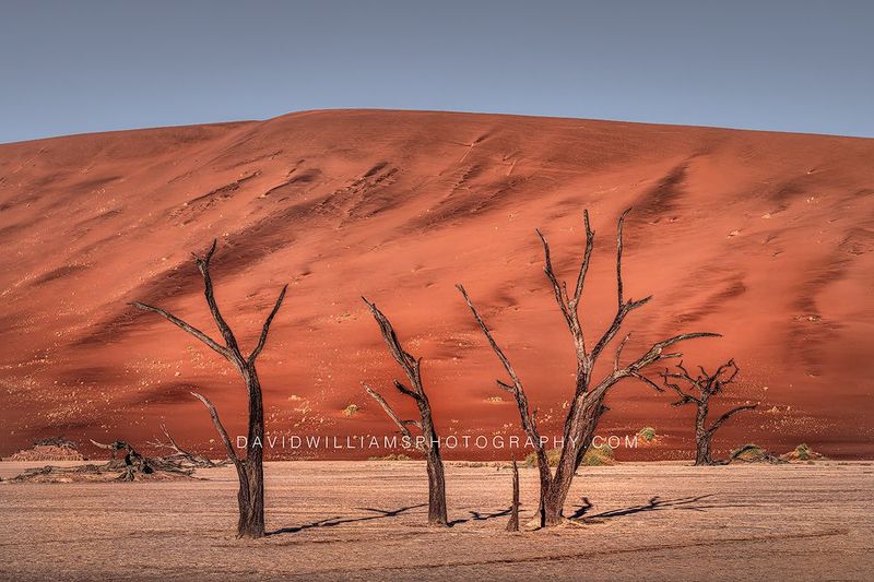 Deadvlei Trees Namibia 0Z83316 Deadvlei Trees Namibia 0Z83316