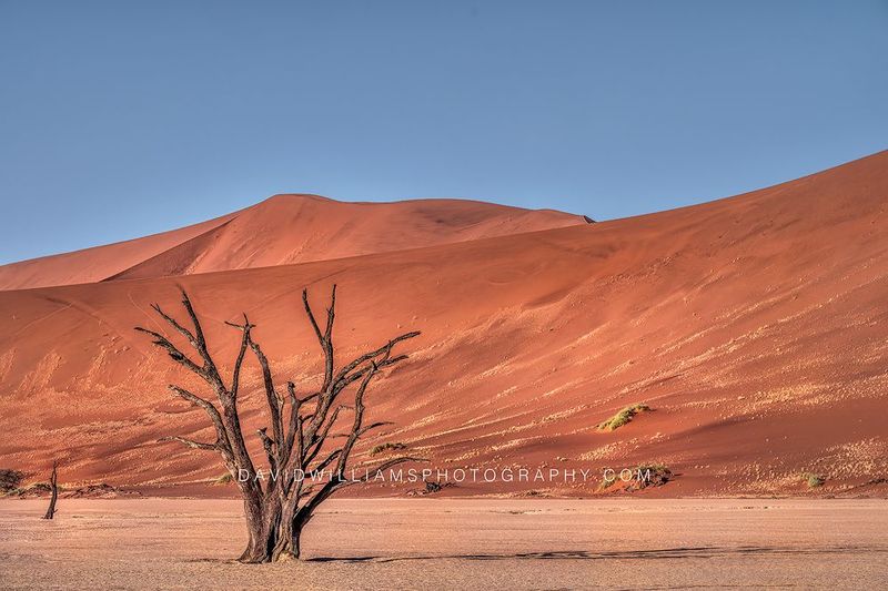 Deadvlei Tree 0Z83323 Deadvlei Tree 0Z83323