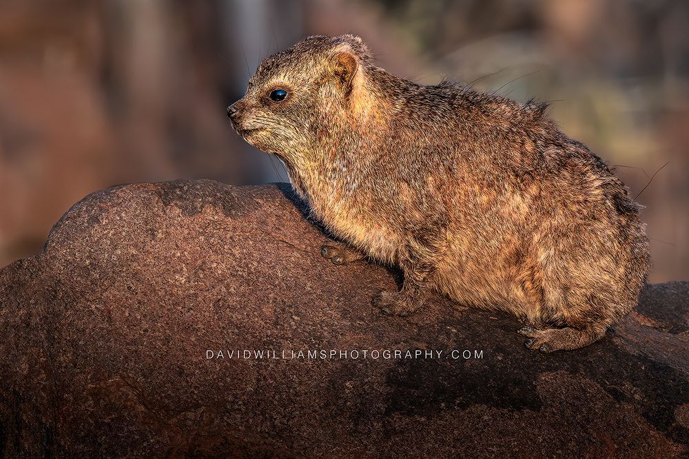 Rock Hyrax S 0Z84158EN Rock Hyrax S 0Z84158EN