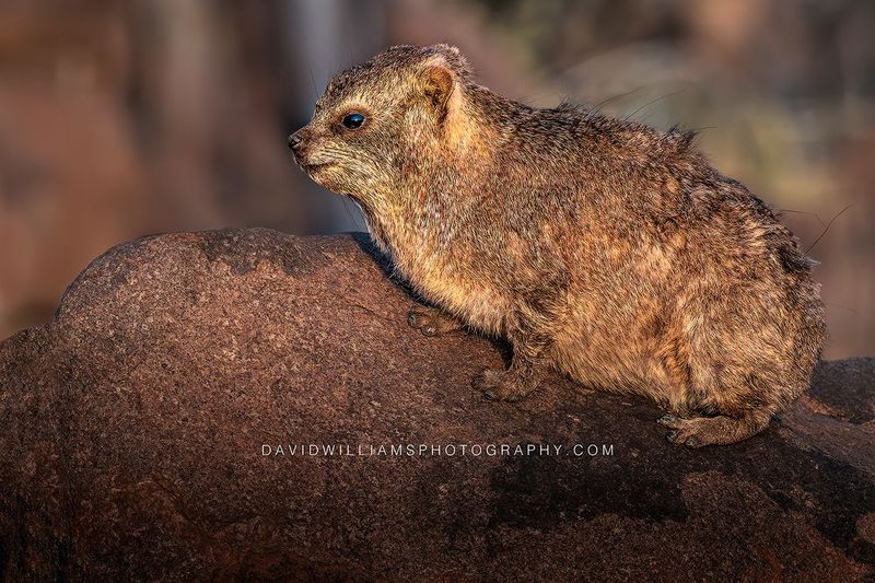 Rock Hyrax S 0Z84158EN Rock Hyrax S 0Z84158EN