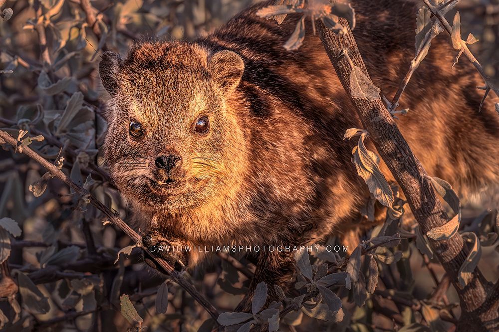 Rock Hyrax S 0Z84142EN Rock Hyrax S 0Z84142EN