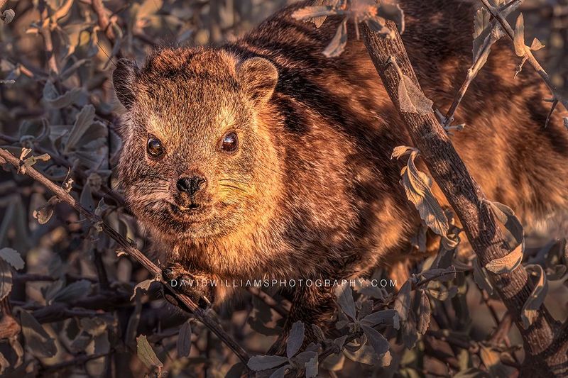 Rock Hyrax S 0Z84142EN Rock Hyrax S 0Z84142EN