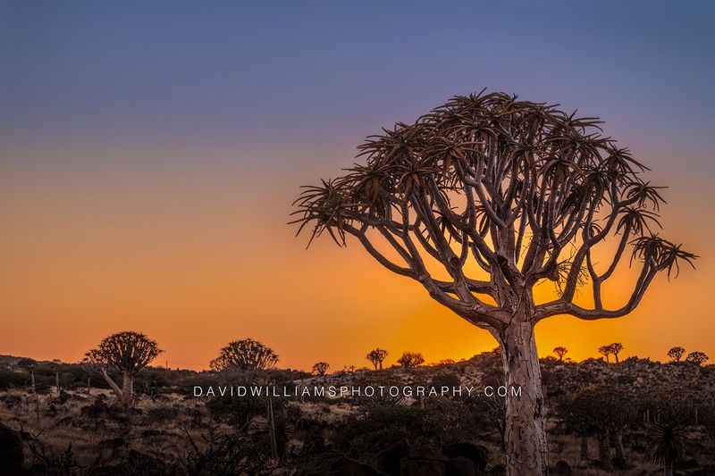 Quiver Tree Forest Namibia 0Z84365 Quiver Tree Forest Namibia 0Z84365