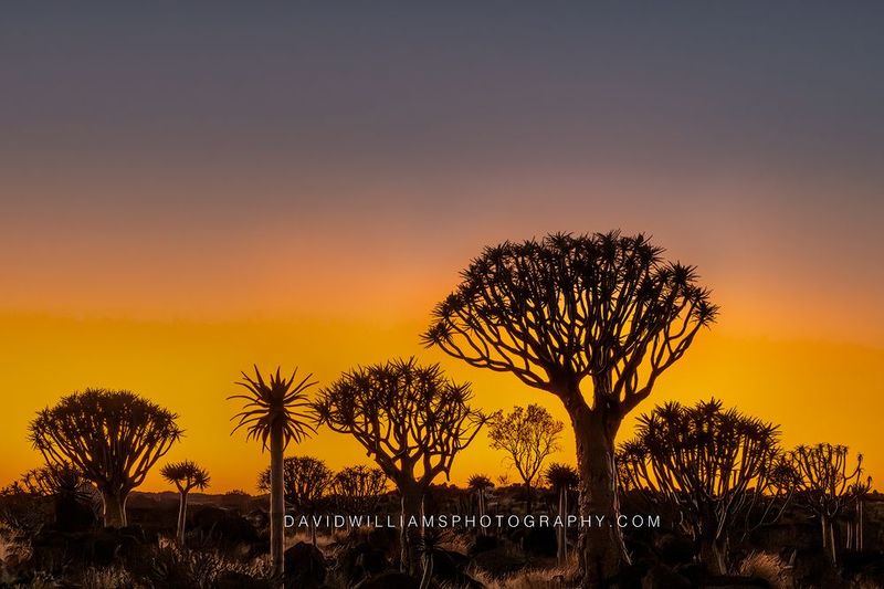 Quiver Tree Forest Namibia 0Z84268 Quiver Tree Forest Namibia 0Z84268