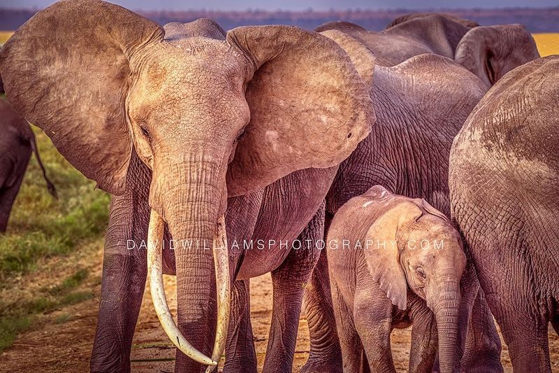 Elephant Group D855831 Elephant Group D855831