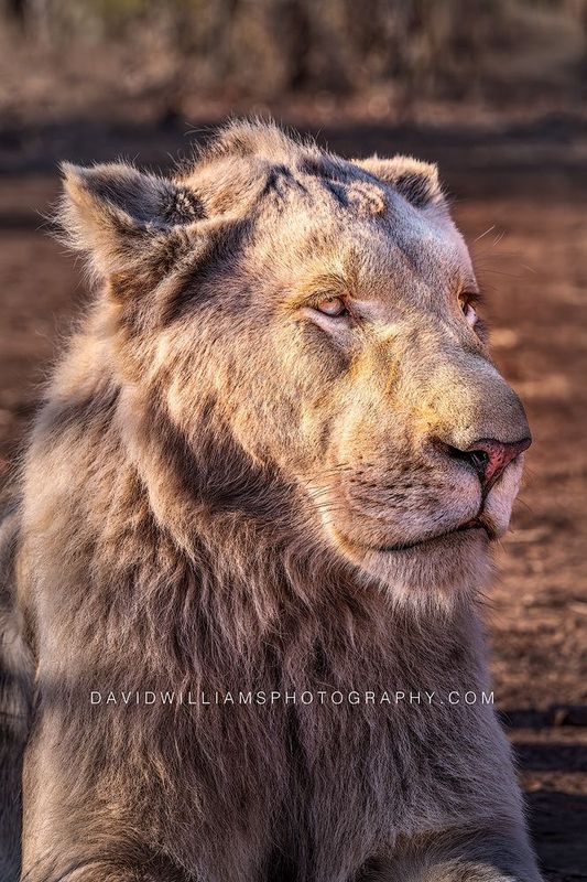 White Lion S 0Z84662 White Lion S 0Z84662