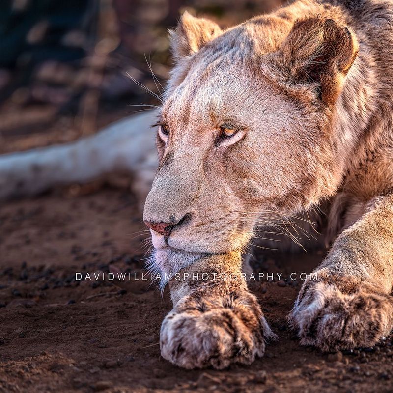White Lion S 0Z84960 White Lion S 0Z84960