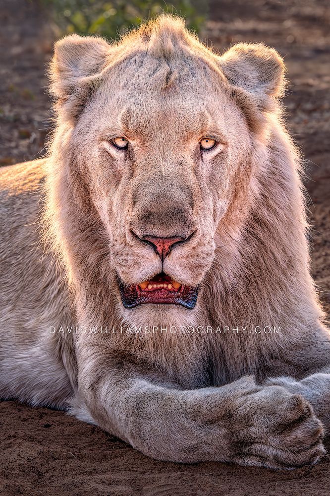 White Lion S 0Z84915 White Lion S 0Z84915