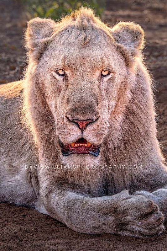 White Lion S 0Z84915 White Lion S 0Z84915