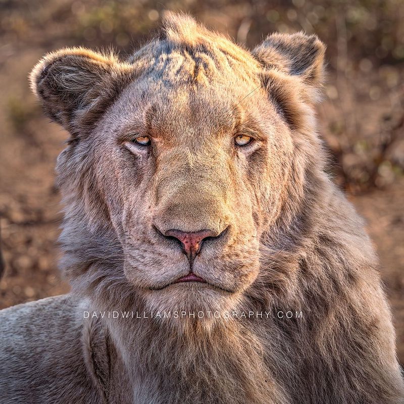 White Lion S 0Z84767 White Lion S 0Z84767