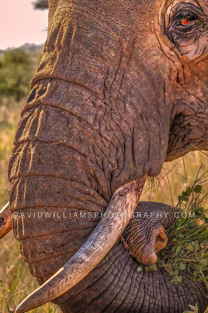 Elephant S NZ93443 Elephant S NZ93443