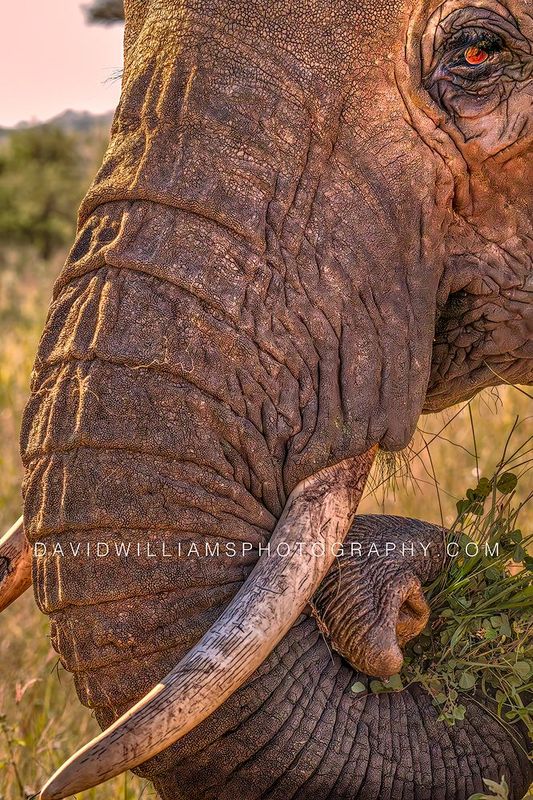 Elephant S NZ93443 Elephant S NZ93443
