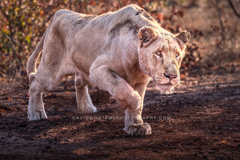 White Lion S 0Z84979 White Lion S 0Z84979