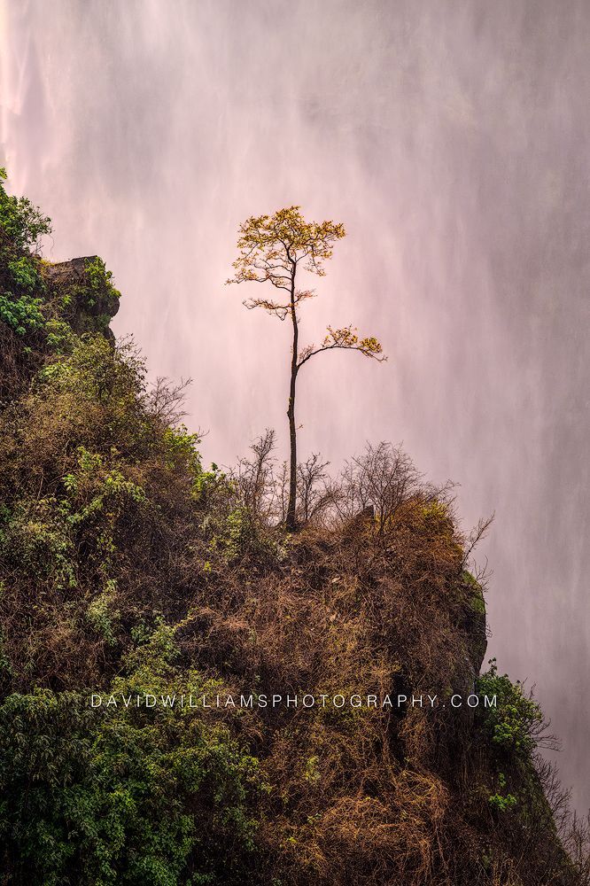 Victoria Falls Tree Africa 0Z85417 Victoria Falls Tree Africa 0Z85417