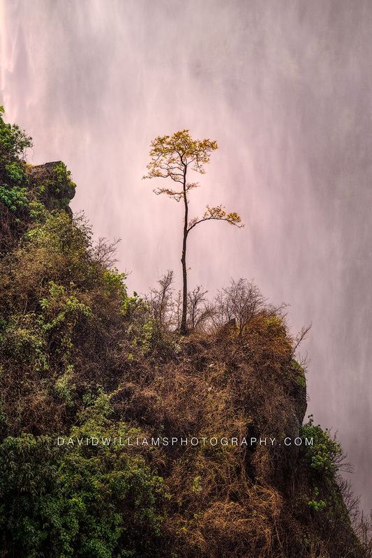 Victoria Falls Tree Africa 0Z85417 Victoria Falls Tree Africa 0Z85417