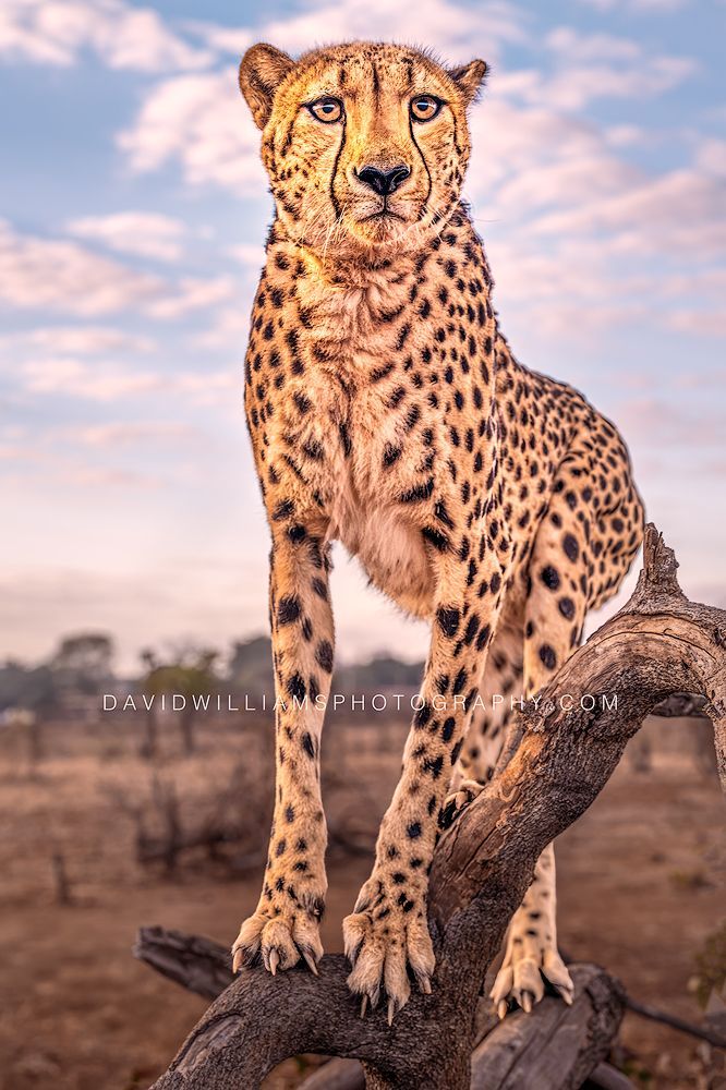 Cheetah S 0Z86410 Cheetah S 0Z86410