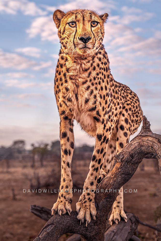 Cheetah S 0Z86410 Cheetah S 0Z86410
