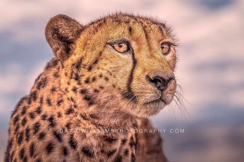 Cheetah S 0Z86376 Cheetah S 0Z86376