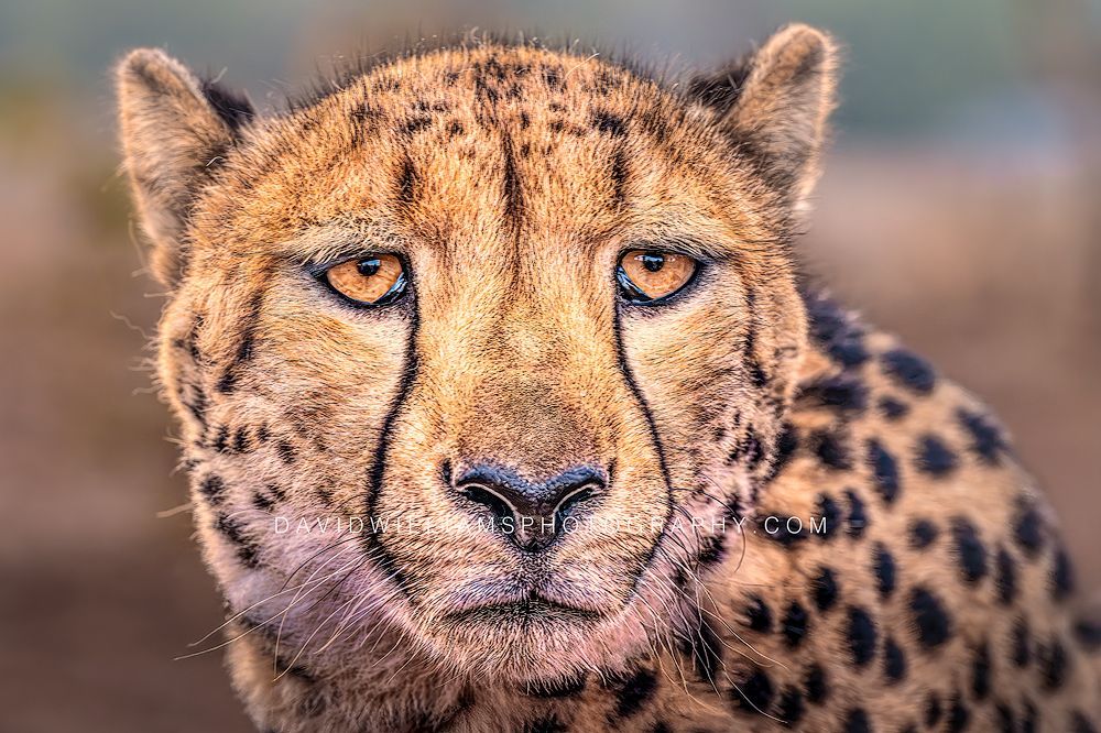 Cheetah S 0Z86336 Cheetah S 0Z86336