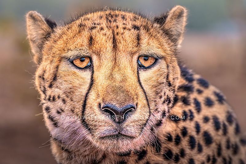 Cheetah S 0Z86336 Cheetah S 0Z86336