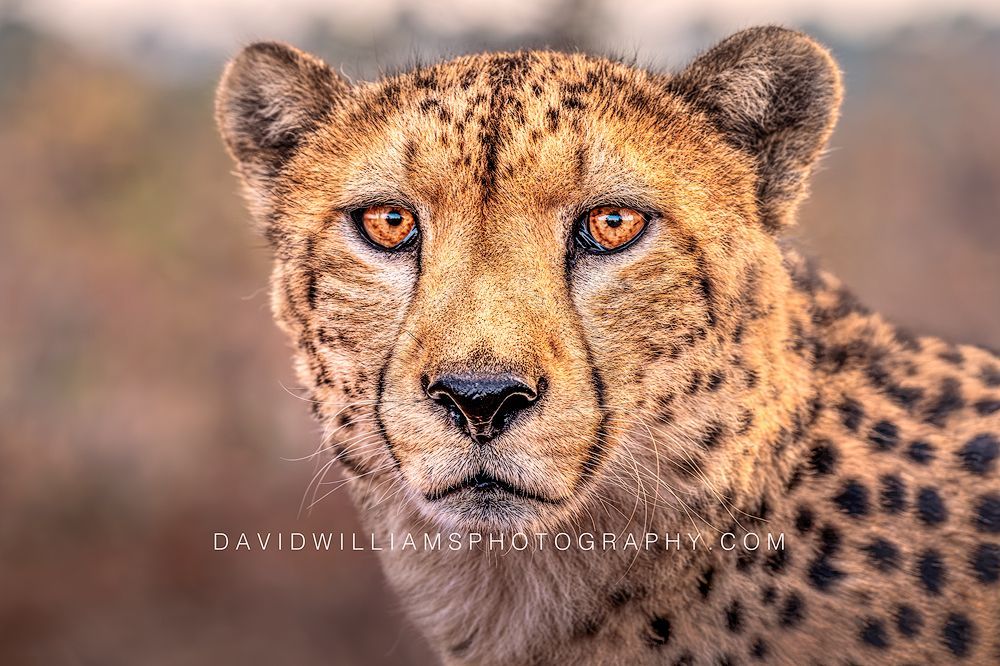 Cheetah S 0Z86307