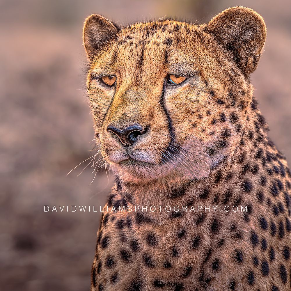 Cheetah S 0Z86302