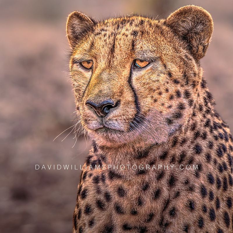 Cheetah S 0Z86302 Cheetah S 0Z86302