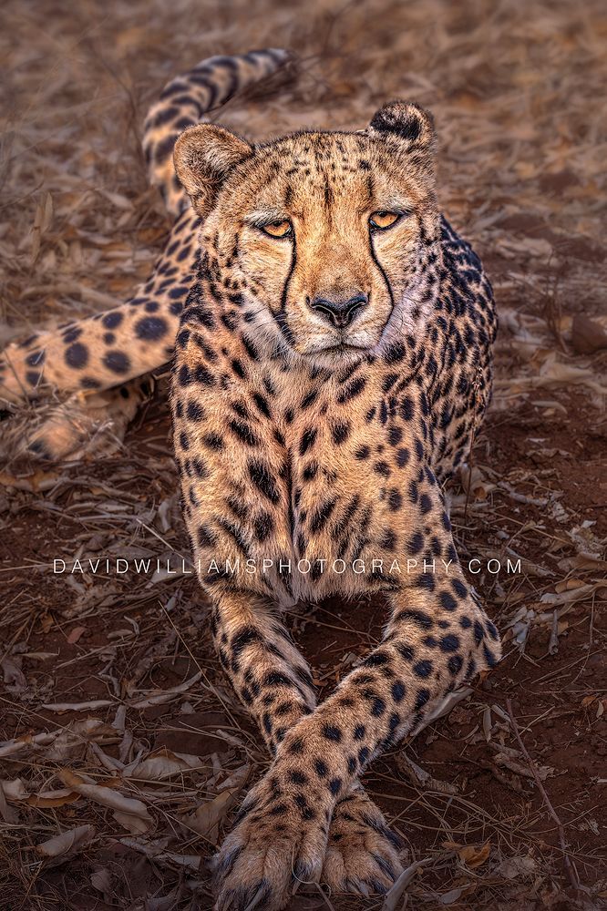 Cheetah S 0Z66642