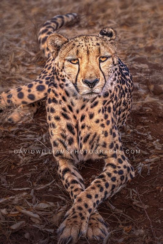 Cheetah S 0Z66642 Cheetah S 0Z66642