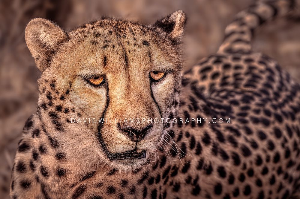 Cheetah S 0Z86553 Cheetah S 0Z86553