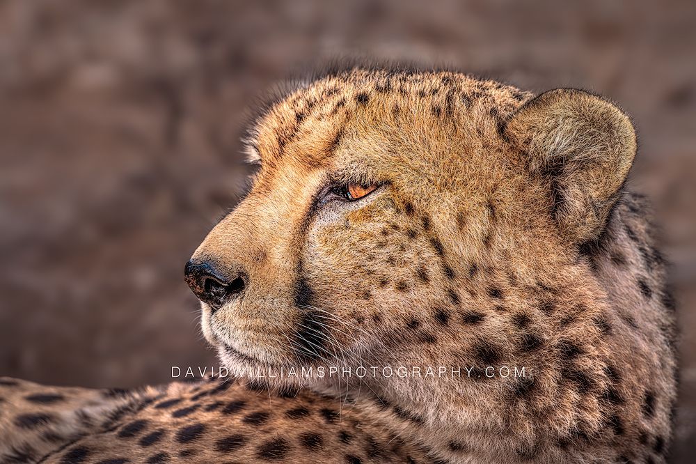 Cheetah S 0Z86521 Cheetah S 0Z86521