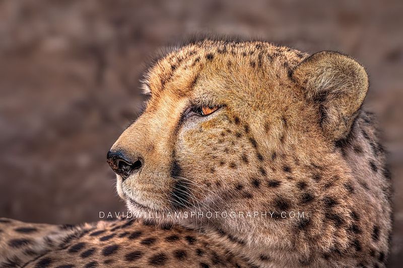 Cheetah S 0Z86521 Cheetah S 0Z86521