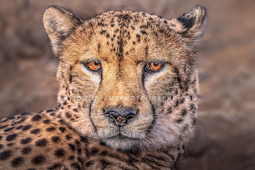 Cheetah S 0Z86543 Cheetah S 0Z86543