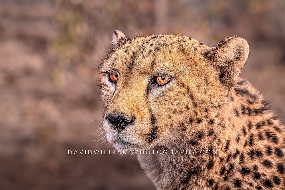 Cheetah S 0Z86489