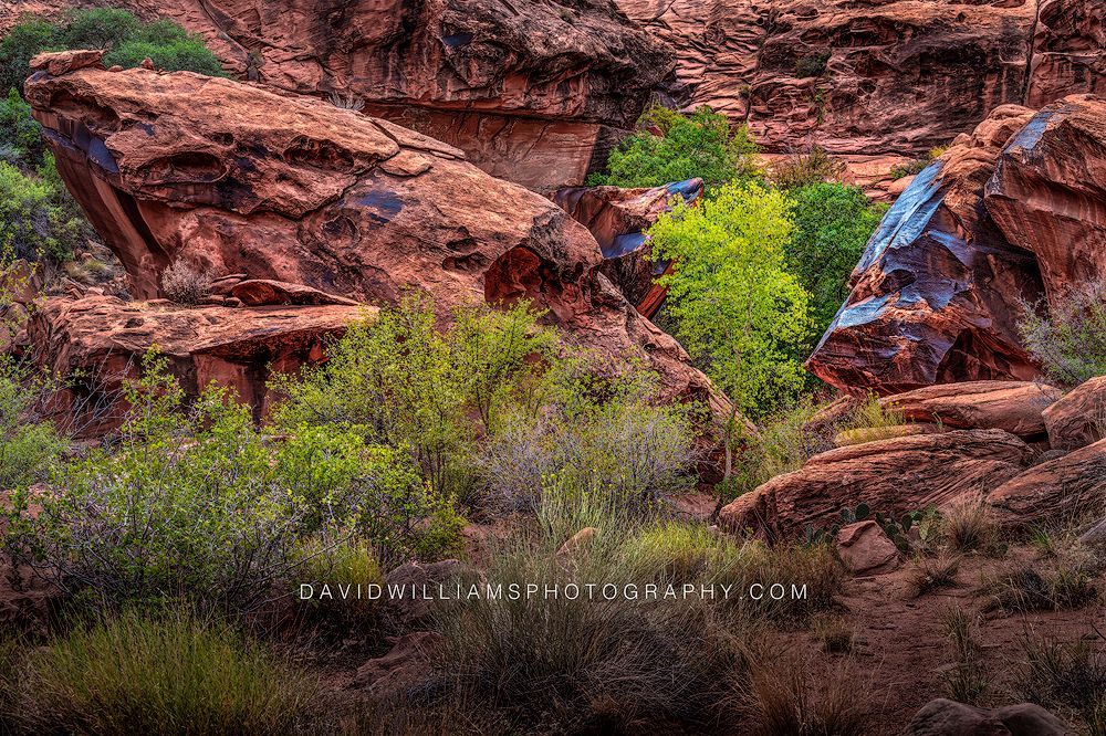 Moab Red Rocks NZ91626