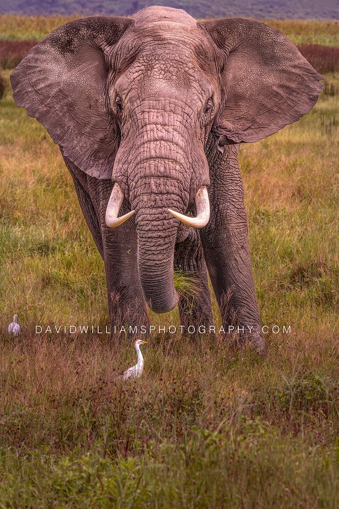 Elephant S NZ92042 Elephant S NZ92042
