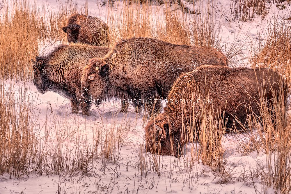American Bison GP NZ92938 American Bison GP NZ92938