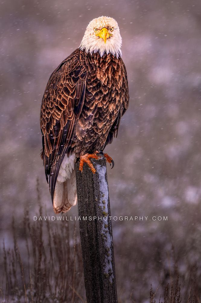Bald Eagle NZ92880 Bald Eagle NZ92880
