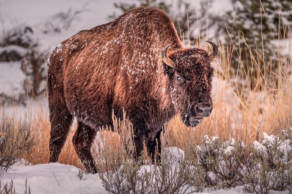 American Bison S NZ92909 American Bison S NZ92909
