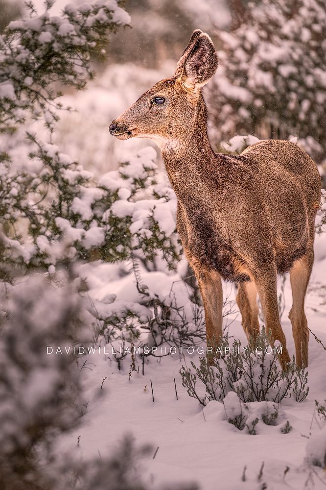 Mule Deer S NZ92972 Mule Deer S NZ92972