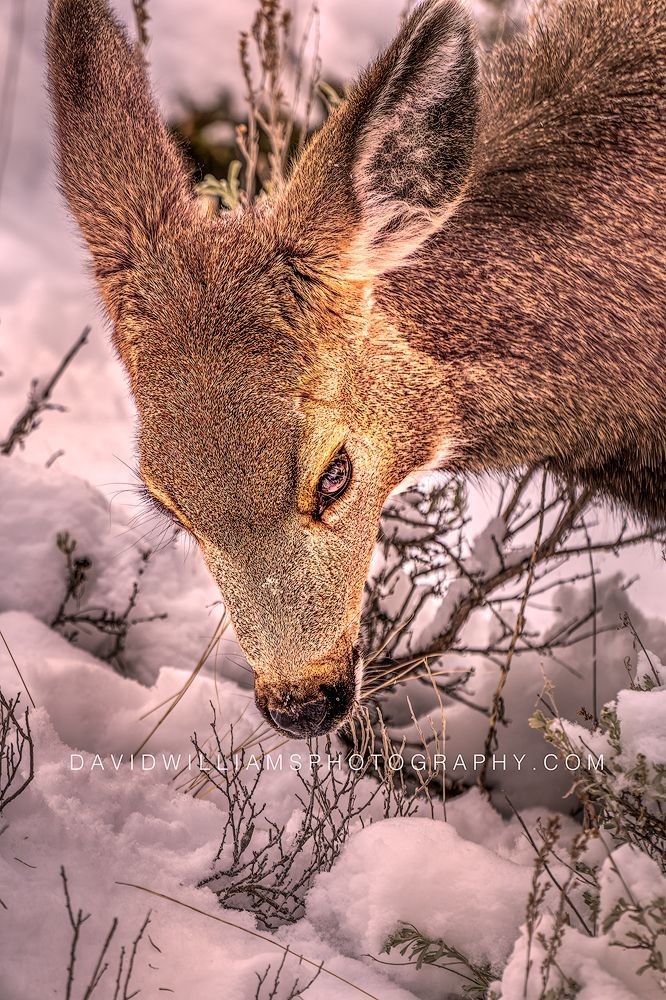 Mule Deer S NZ92967