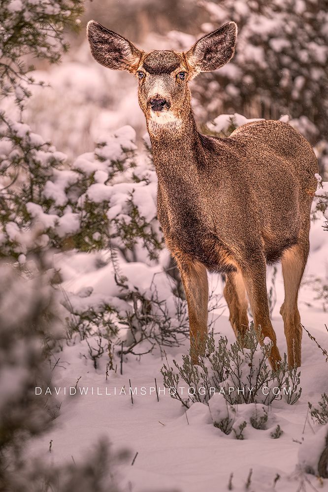 Mule Deer S NZ92975 Mule Deer S NZ92975