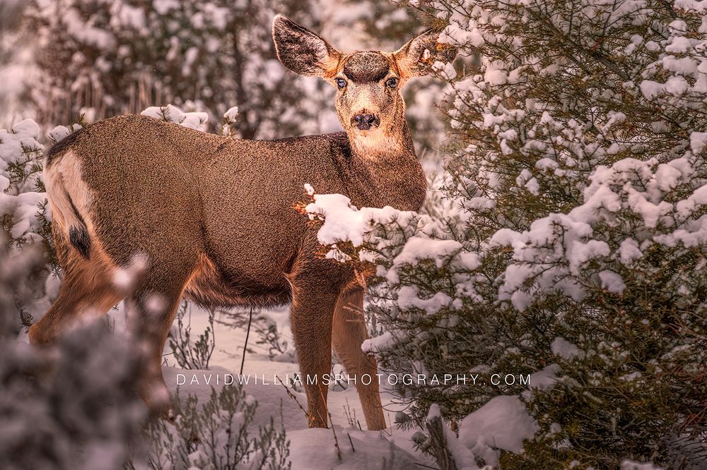 Mule Deer S NZ92959 Mule Deer S NZ92959
