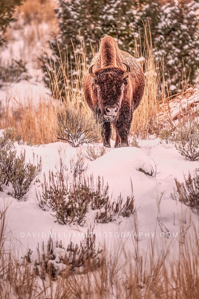 American Bison S NZ92948