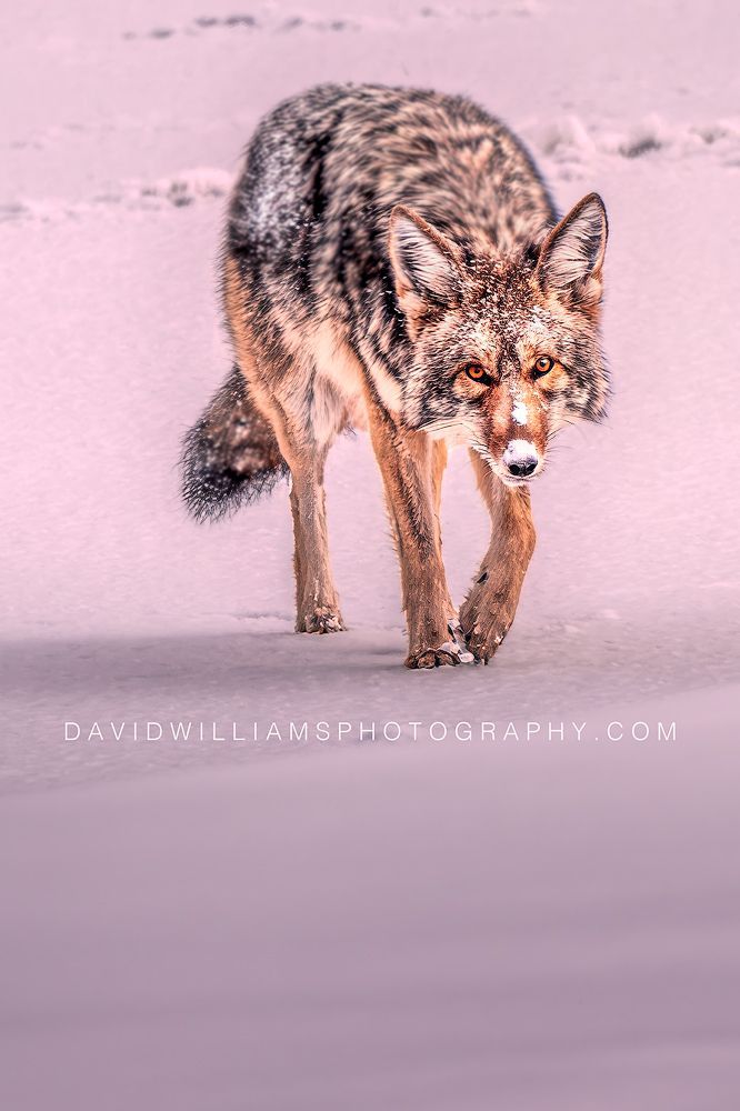 Coyote S 0Z87010EN