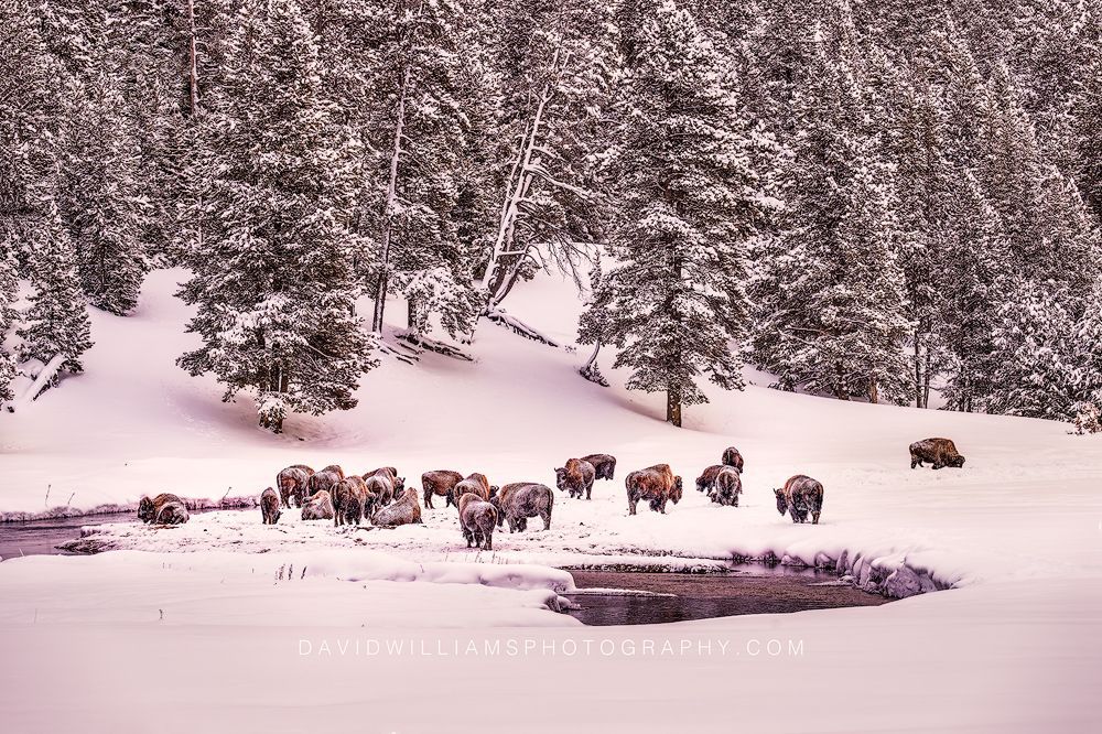 American Bison GP NZ93017