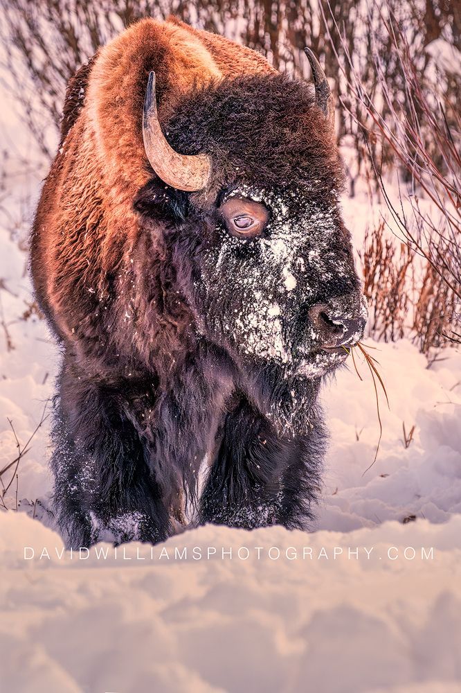 American Bison S NZ93003 American Bison S NZ93003